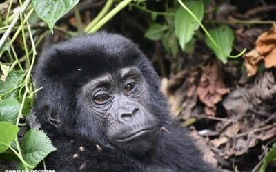 Field Report: Snare Rescue of Infant Mountain Gorilla