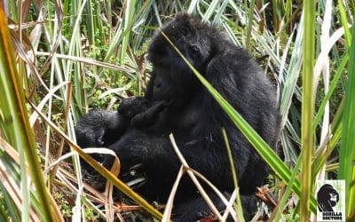Gorilla Doctors impact on Grauer’s Gorillas: Iragi’s new baby