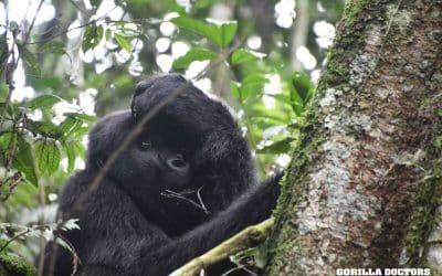 Chaos During a Snare Rescue? Not for Dr. Ricky!