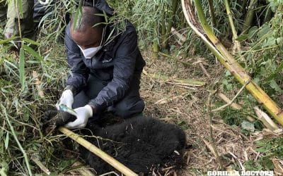 Gorilla Doctors First Snare Rescue of 2025