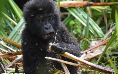 Dr. Lina’s Special Forest Encounter