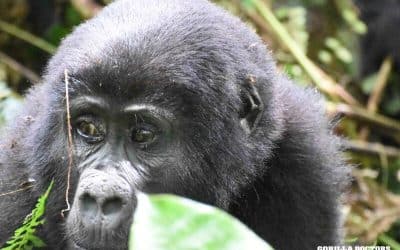 The Snare Rescue that Never Happened!