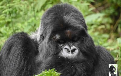 Mountain Gorilla Respiratory Infection: Mafunzo Group, Volcanoes National Park, Rwanda