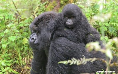 Growing Up Gorilla Part 2: Kwita Izina