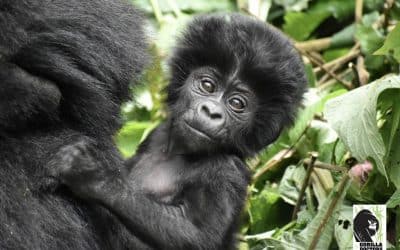 BREAKING: New Mountain Gorilla Numbers Announced!