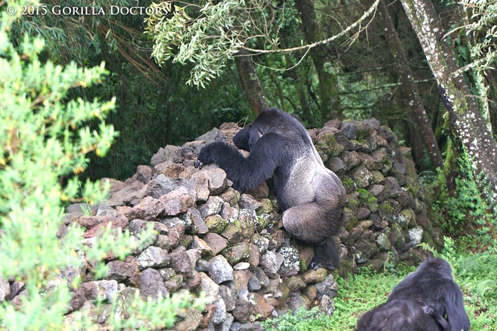 Dr. Noel captures dominant silverback Isabukuru climbing the buffalo wall that borders Volcanoes National Park.