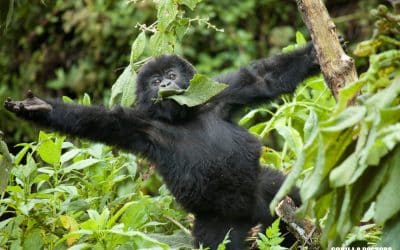 World Wildlife Day 2021