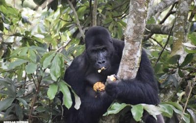 Jackson Goes to Tshivanga Station