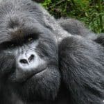 Silverback Karevuro showing clinical signs of respiratory illness, December 28, 2025. © Gorilla Doctors