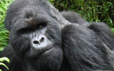Respiratory Illness Outbreak in Kwitonda Group – Multiple Mountain Gorillas Treated