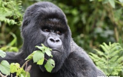 Field Report: Another Silverback Surgery – Tebuka of Pablo Group Treated for Severe, Infected Wounds