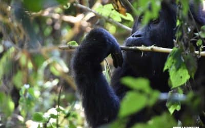 The Greatest (in size) of the Great Apes