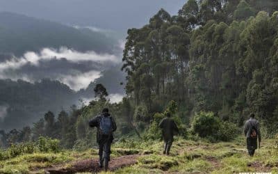 Gorilla Guardians: How We Treat Wild Gorillas