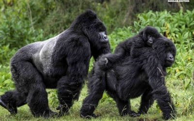 Gorilla Doctors Brings One Health to Gorillas and People in Rwanda