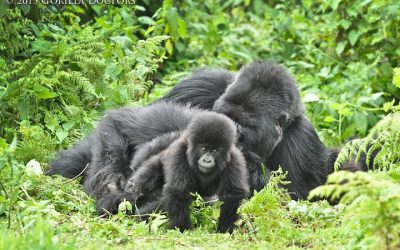 Vets Capture Beautiful Moments in Health Check Photography