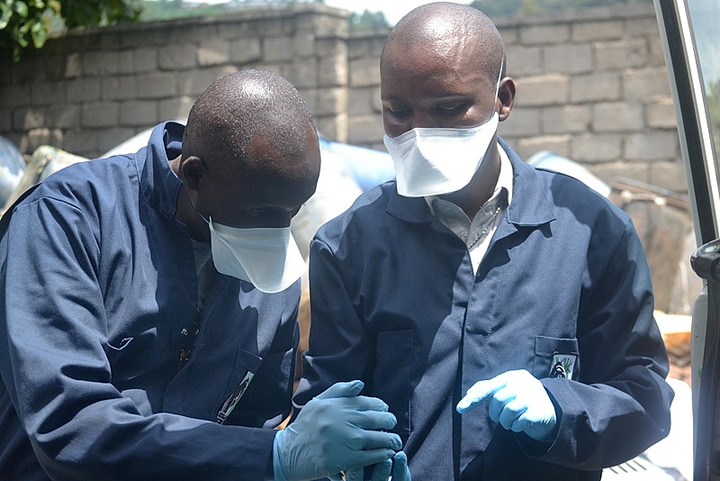 Infant Chimpanzee Confiscated from Poachers at Gisenyi Police Station ...