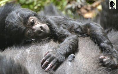 Gorilla Groups in Volcanoes National Park Suffer from Respiratory Illness