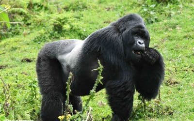 The Lonely Loved One