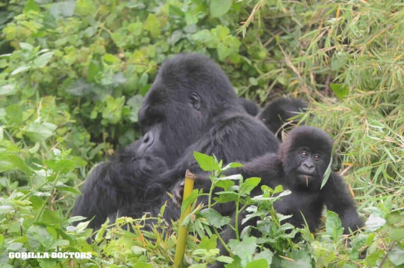 Dr. Gaspard Names an Infant Mountain Gorilla for the 20th Kwita Izina Celebration