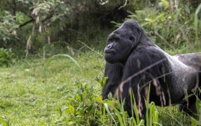Gorilla Doctors Loses a Great Leader
