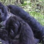 Tulambule with her infant and silverback, January 26, 2026. © Gorilla Doctors