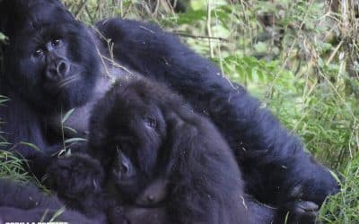 Keeping Tulambule Healthy: Then and Now