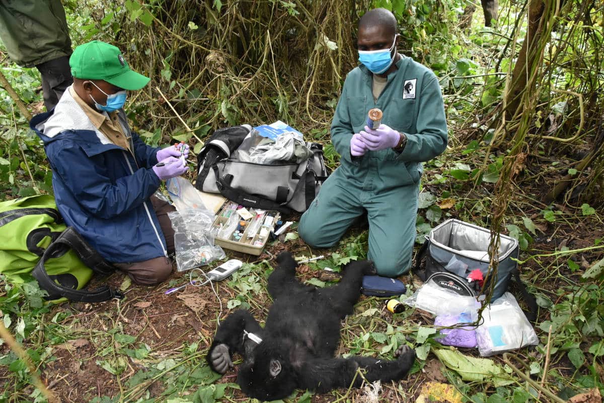 4- Clinical Intervention - Theodore Snare Removal-DRC-July2020
