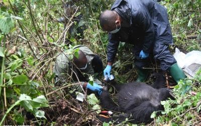 Field Report: Two Successful Snare Rescues