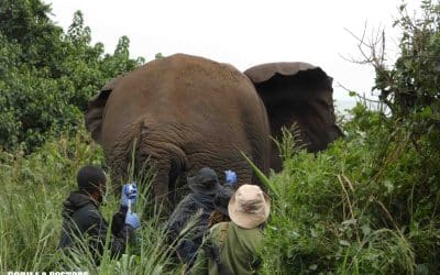 Treating a Giant: A Wounded Elephant in Virunga National Park