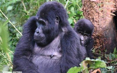 Protecting People and Gorillas: A One Health Deep Dive into Dengue and Zika Virus