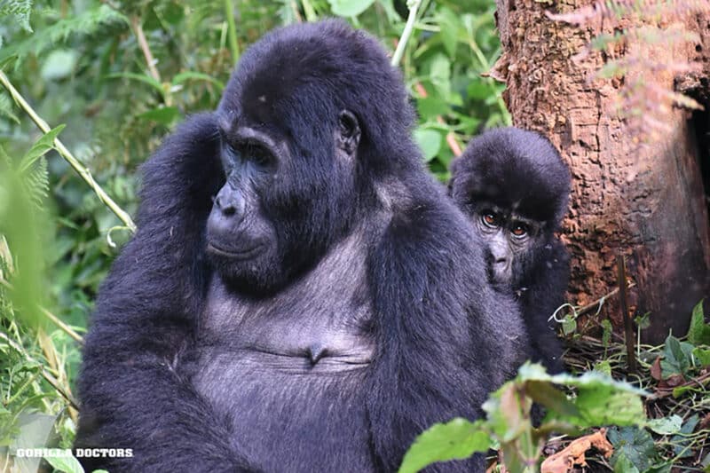 Protecting People and Gorillas: A One Health Deep Dive into Dengue and Zika Virus