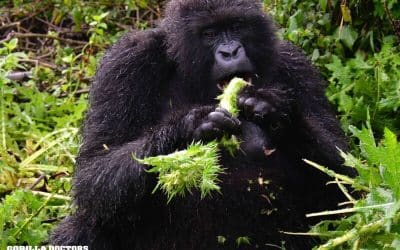 Intervention Report: Mountain Gorilla Treated in Rwanda