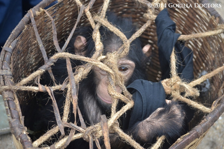 Infant Chimpanzee Confiscated from Poachers at Gisenyi Police Station ...