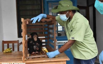 Gorilla Doctors DRC Team Receives Another Infant Chimpanzee Confiscated from Illegal Wildlife Trade