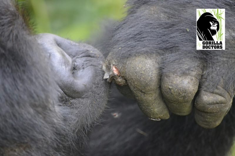 Kabandize licking his wound