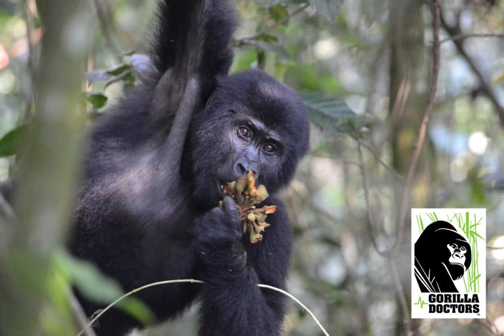 Juvenile in the Habinyanja group