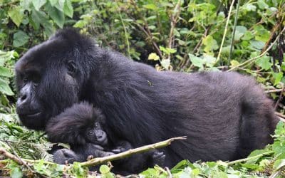 Vital Signs: The Health Story of Pablo Group