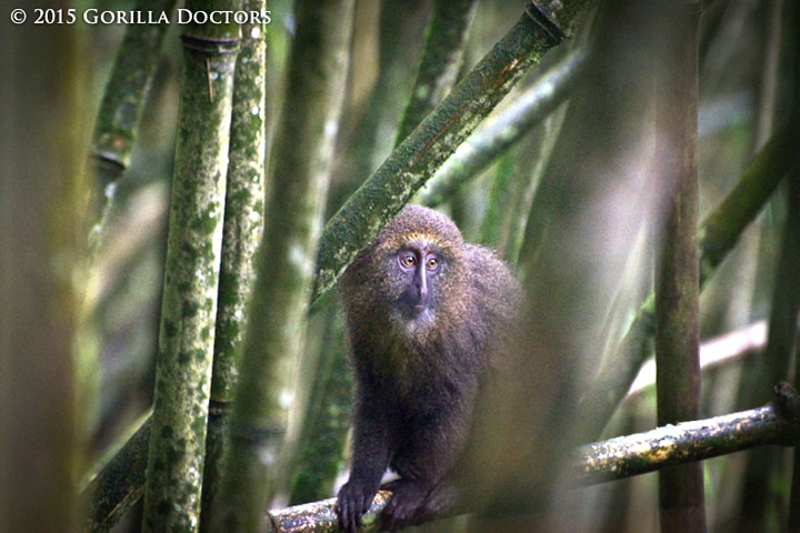 An owl-faced monkey on Mt. Tshiabirimu