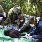 Gorilla Doctors wildlife veterinarians provide treatment to a wild infant mountain gorilla in the forest.
