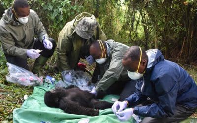 Gorilla Doctors Celebrates 40 Years of Conservation Medicine on Earth Day