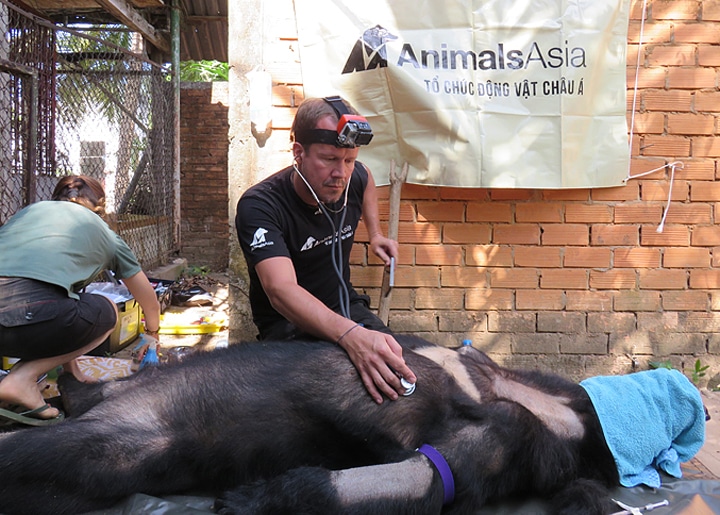 Dr. Joost examines a rescued bear while working with Animals Asia.