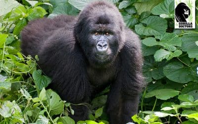 Orphan Mountain Gorilla Maisha Passes Away at Senkwekwe Center