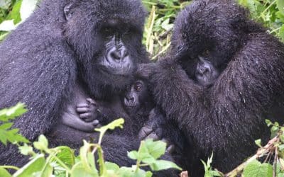 Press Release: Conservation Success Leads to New Challenges for Endangered Mountain Gorillas