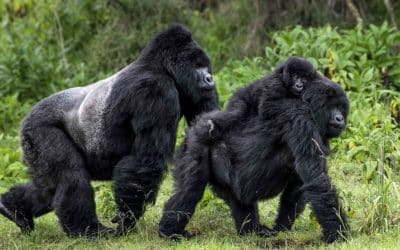 A Possible COVID-19 Silver Lining for Great Ape Conservation
