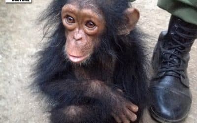 Rescued Chimp Orphan Kindu Receives Veterinary Care at Lwiro