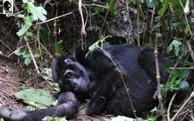 First snare removal of 2019