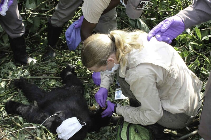 Tierra treats gorilla