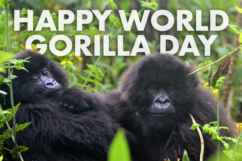 two mountain gorillas