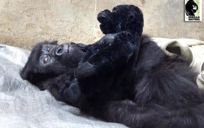 Ensnared Youngster “Yalala” Making Remarkable Recovery