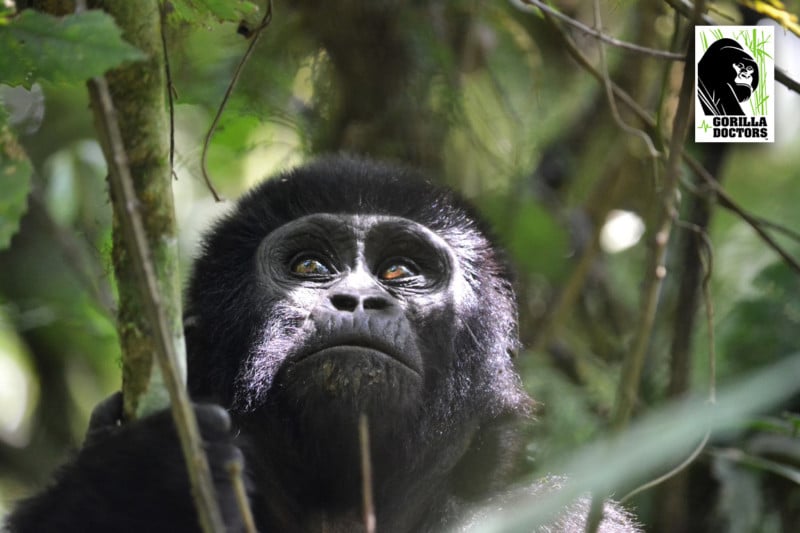 infant mountain gorilla playing in tree